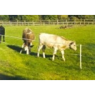 Beef / Suckler Herd - Strip Grazing Battery Operated Kit - 200m