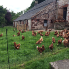 Battery Powered Super Deluxe Professional Poultry Netting Kit - 50m