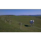 200m Solar - 2 Line Strip Grazing Kit for Horses with Tall Posts