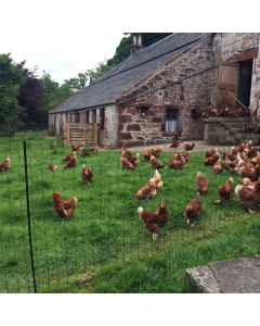 Battery Powered Super Deluxe Professional Poultry Netting Kit - 50m