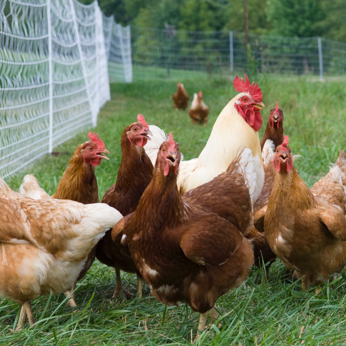 Advice on how to keep animals in with electric fences...