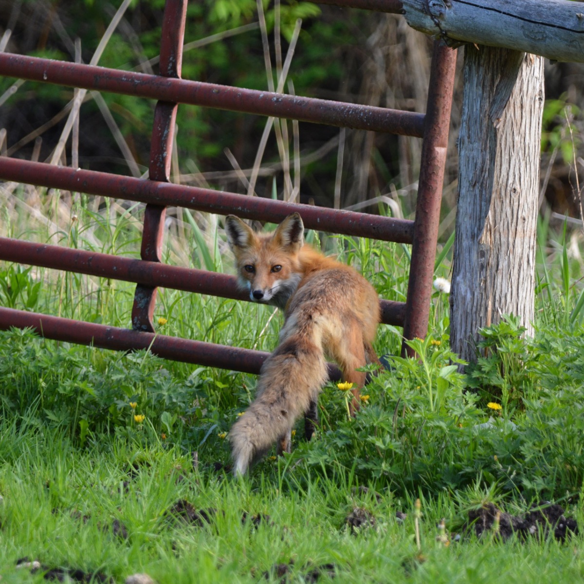 Advice on how to keep animals out with electric fencing...